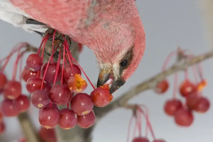Framed Print : Pine Grosbeak - male eating seeds inside crabapple. Maine, December, USA Framed Print : Pine Grosbeak - male eating seeds inside crabapple. Maine, December, USA