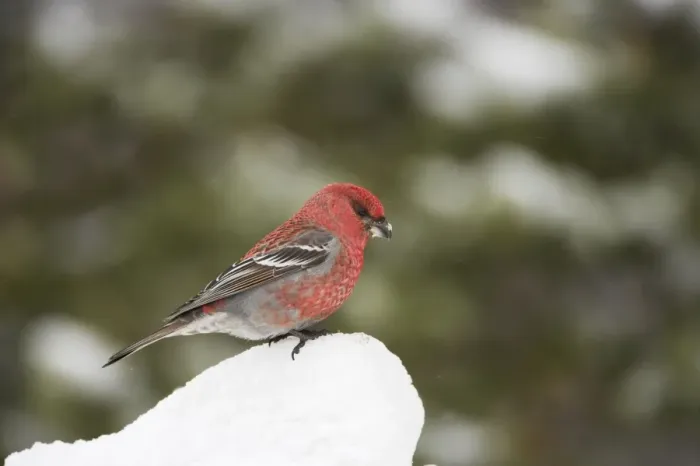 Framed Print : Pine Grosbeak - Male on feeding in snow Pinicola enucleator Finnish Lapland BI013822
