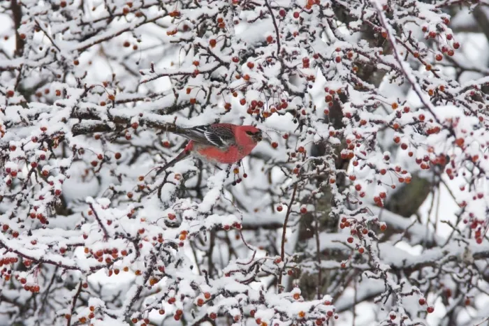 Framed Print : Pine Grosbeak - male in winter. CT, December, USA Framed Print : Pine Grosbeak - male in winter. CT, December, USA