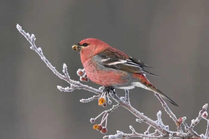 Framed Print : Pine Grosbeak - Male in winter. December in CT, USA Framed Print : Pine Grosbeak - Male in winter. December in CT, USA