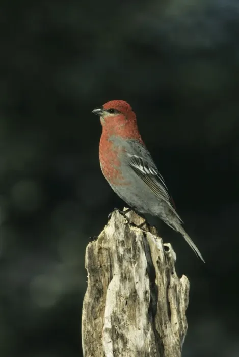Framed Print : Pine Grosbeak Montana, USA BI006846 Framed Print : Pine Grosbeak Montana, USA BI006846