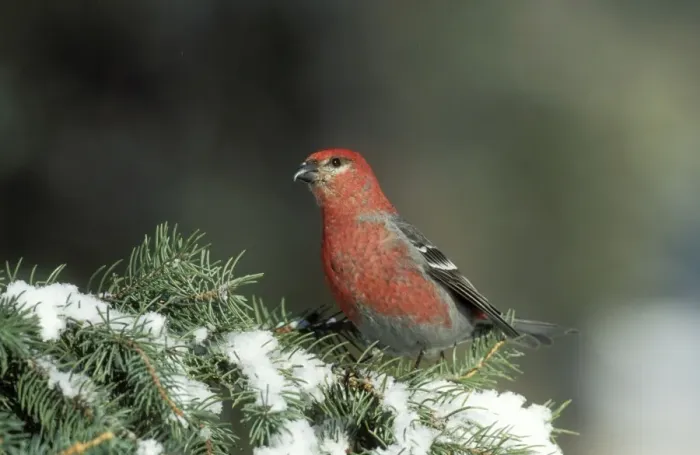 Framed Print : Pine Grosbeak On snow covered pine, Montana, USA Framed Print : Pine Grosbeak On snow covered pine, Montana, USA