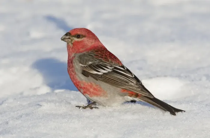 Framed Print : Pine Grosbeak - in snow - Maine - USA - February Framed Print : Pine Grosbeak - in snow - Maine - USA - February