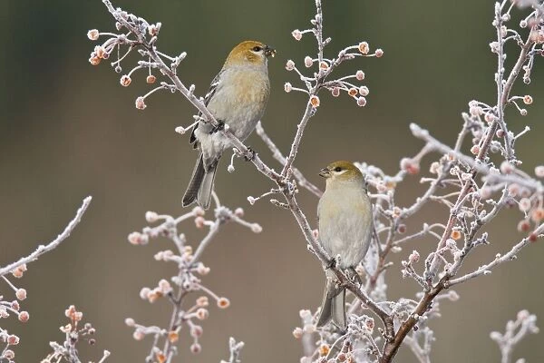 Pine Grosbeaks - in winter. Female. CT, December. USA