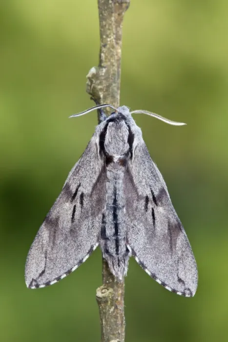 Framed Print : Pine Hawkmoth - Cornwall - UK Framed Print : Pine Hawkmoth - Cornwall - UK