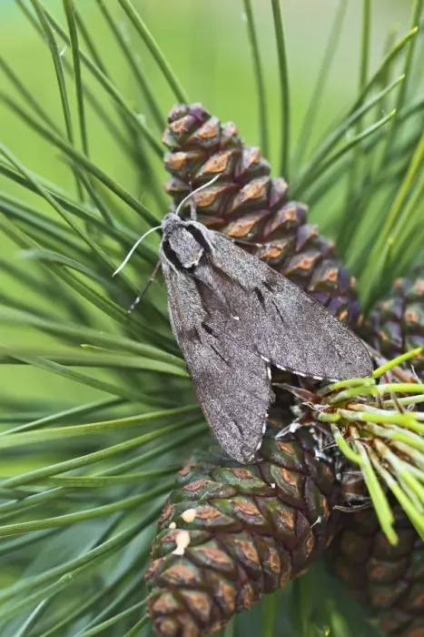 Framed Print : Pine Hawkmoth - on pine cones - Bedfordshire UK 13454 Framed Print : Pine Hawkmoth - on pine cones - Bedfordshire UK 13454