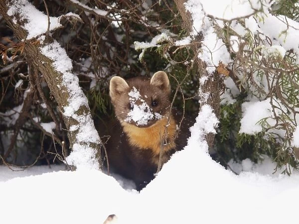 pine marten at snow, Germany