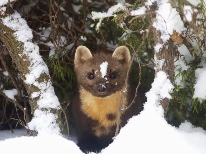 Framed Print : pine marten at snow, Germany Framed Print : pine marten at snow, Germany