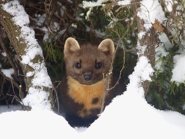 pine marten at snow, Germany
