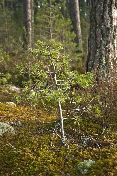 Pine Sapling - among mature pines - Loch Garton - Cairngorm NP - Scotland