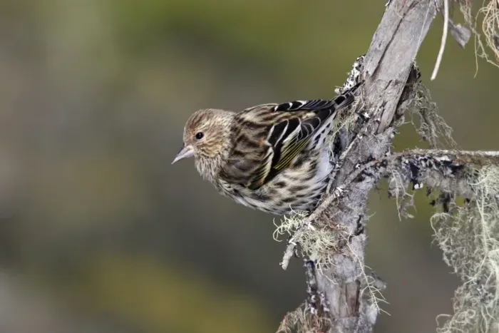 Framed Print : Pine Siskin Framed Print : Pine Siskin