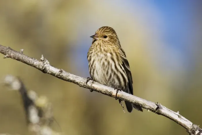 Framed Print : Pine Siskin Framed Print : Pine Siskin