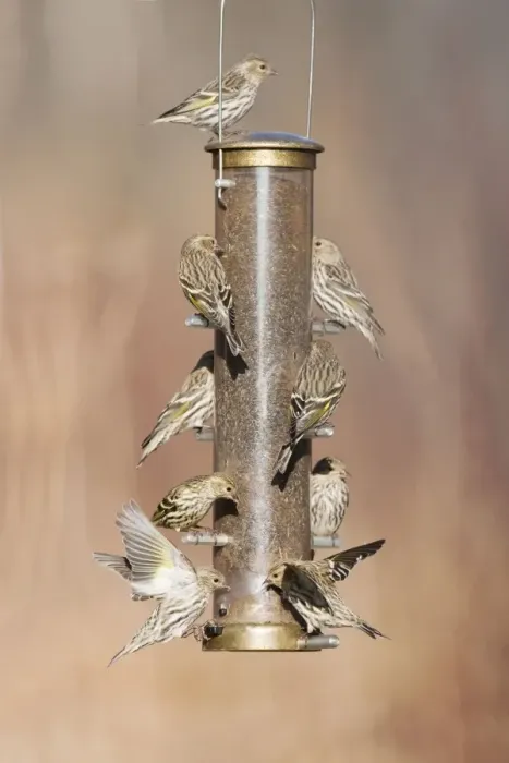 Framed Print : Pine Siskin - at bird feeder in winter - CT - USA - February Framed Print : Pine Siskin - at bird feeder in winter - CT - USA - February