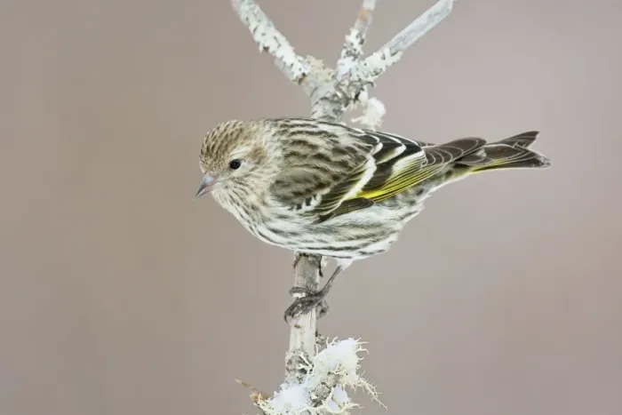 Framed Print : Pine Siskin - CT - USA - February Framed Print : Pine Siskin - CT - USA - February