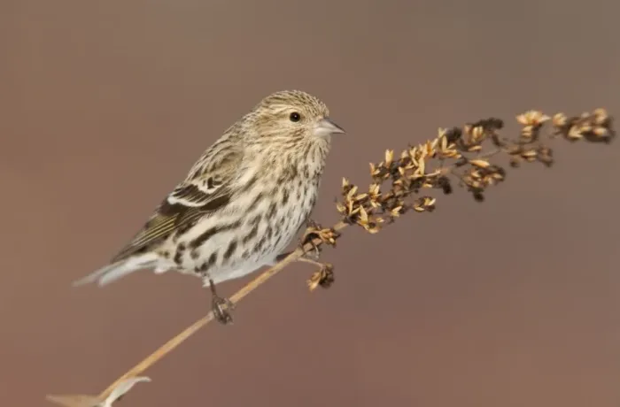 Framed Print : Pine Siskin - CT - USA - February Framed Print : Pine Siskin - CT - USA - February