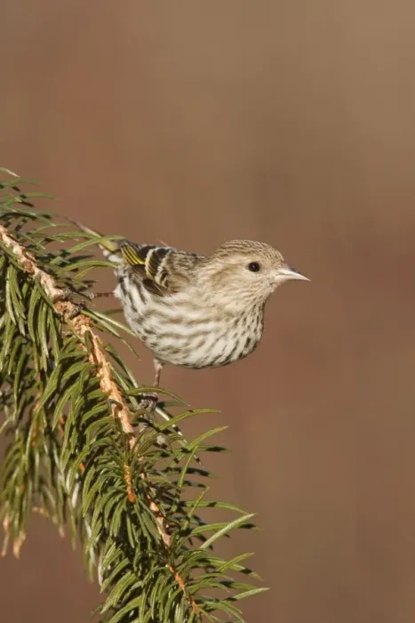Framed Print : Pine Siskin - CT - USA - February Framed Print : Pine Siskin - CT - USA - February