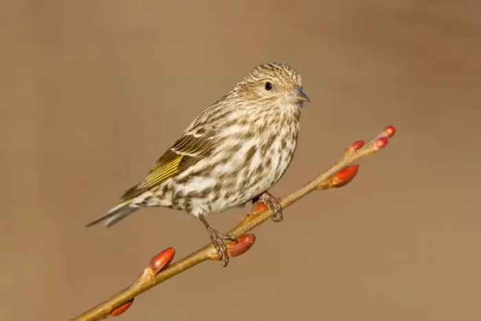 Framed Print : Pine Siskin- February in CT - USA Framed Print : Pine Siskin- February in CT - USA