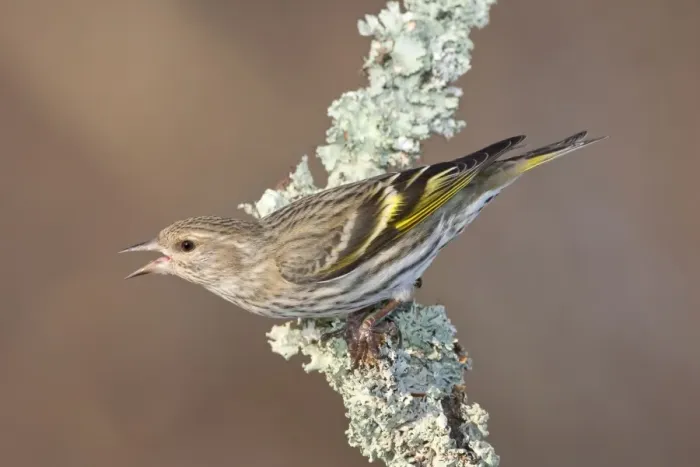 Framed Print : Pine Siskin- February in CT - USA Framed Print : Pine Siskin- February in CT - USA