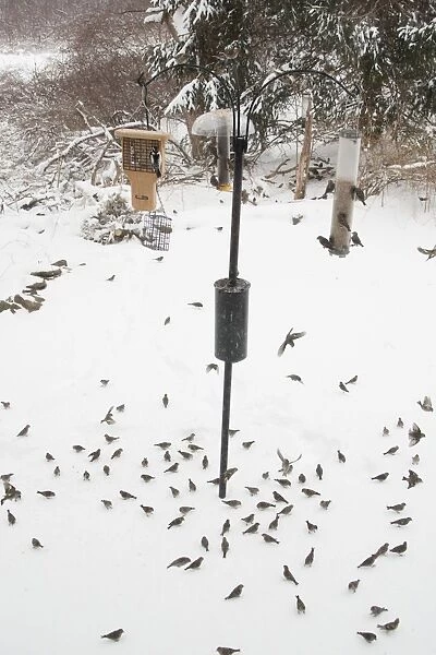 Pine Siskin - at feeder in winter snow - CT - USA