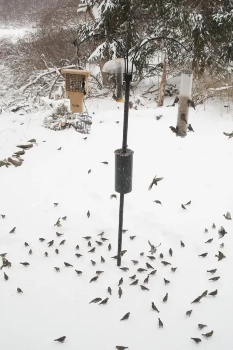 Framed Print : Pine Siskin - at feeder in winter snow - CT - USA Framed Print : Pine Siskin - at feeder in winter snow - CT - USA