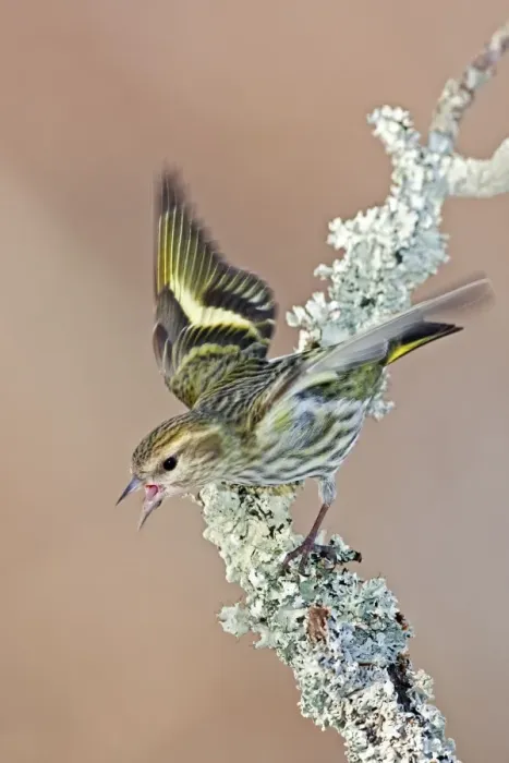 Framed Print : Pine Siskin - Green color morph - CT - USA - February Framed Print : Pine Siskin - Green color morph - CT - USA - February