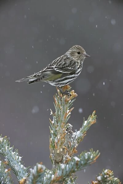 Pine Siskin - perched on tree top in snow - New York - USA