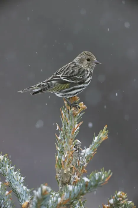 Framed Print : Pine Siskin - perched on tree top in snow - New York - USA Framed Print : Pine Siskin - perched on tree top in snow - New York - USA