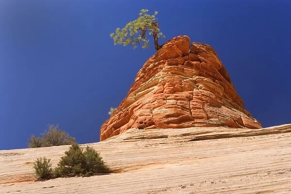 Pine Tree - growing on top of an eroded sandstone formation in the shape of a beehive - one of the most famous landmarks in Zion - Checkerboard Mesa, Zion National Park, Utah, USA