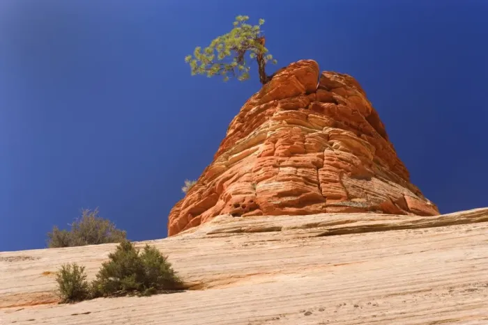 Framed Print : Pine Tree - growing on top of an eroded sandstone formation in the shape of a beehive - one of the most famous landmarks in Zion - Checkerboard Mesa, Zion National Park, Utah, USA Framed Print : Pine Tree - growing on top of an eroded sandstone formation in the shape of a beehive - one of the most famous landmarks in Zion - Checkerboard Mesa, Zion National Park, Utah, USA