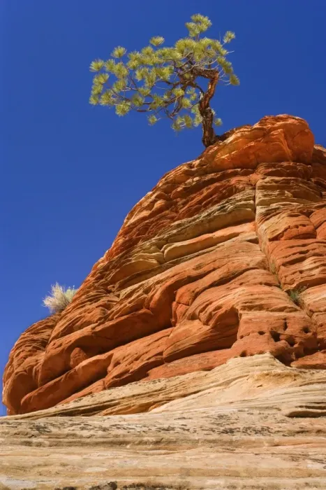 Framed Print : Pine Tree - growing on top of an eroded sandstone formation in the shape of a beehive - one of the most famous landmarks in Zion - Checkerboard Mesa, Zion National Park, Utah, USA Framed Print : Pine Tree - growing on top of an eroded sandstone formation in the shape of a beehive - one of the most famous landmarks in Zion - Checkerboard Mesa, Zion National Park, Utah, USA
