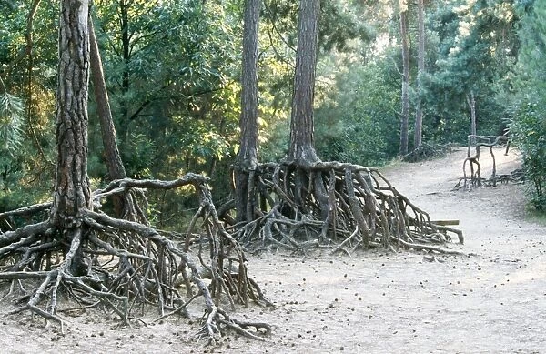 Pine Tree Tree roots erosion in forest, Belgium