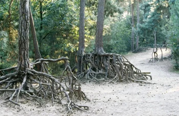 Framed Print : Pine Tree Tree roots erosion in forest, Belgium Framed Print : Pine Tree Tree roots erosion in forest, Belgium