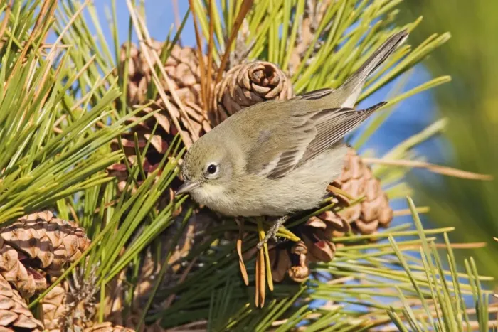 Framed Print : Pine Warbler - Immature female in first winter. December, CT. USA Framed Print : Pine Warbler - Immature female in first winter. December, CT. USA