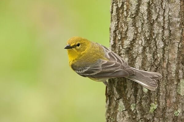 Pine Warbler, spring plumage. Connecticut in May. USA