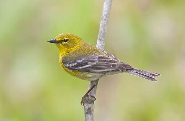Pine Warbler, spring plumage. Connecticut in May. USA