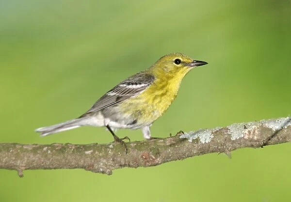 Pine Warbler - spring plumage Connecticut, USA