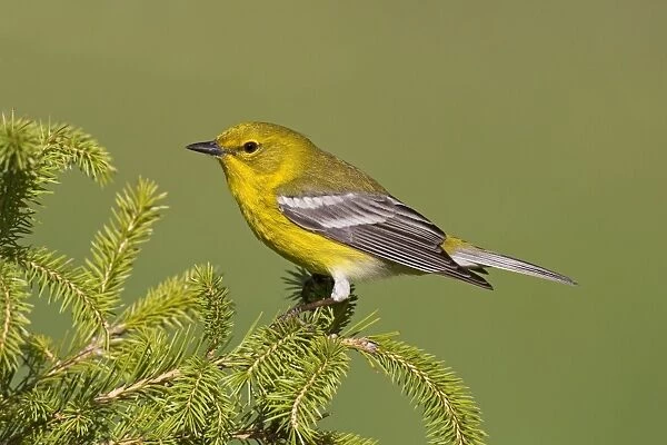 Pine Warbler - spring plumage - Connecticut - USA