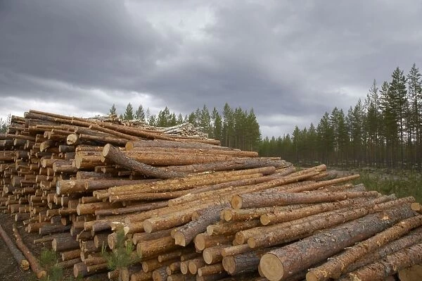 Pine Wood - pile waiting for collection Finland LA003474