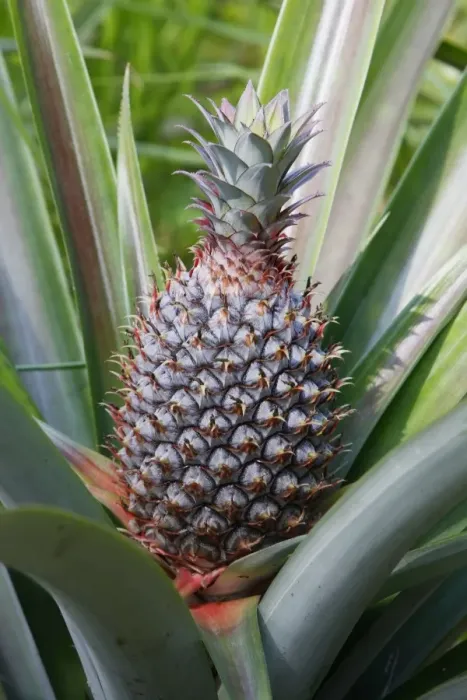 Framed Print : Pineapple - Bali - Indonesia Framed Print : Pineapple - Bali - Indonesia