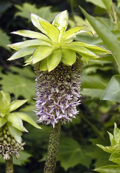 'Pineapple Flower' East Sussex Garden, UK