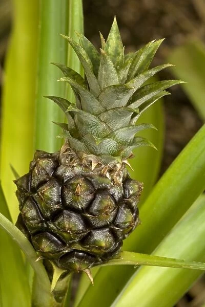 Pineapple - Pineapples were first cultivated by indigenous tribes of Brazil and Paraguay and are now grown throughout the tropics - Provide delicious fruit and are also used to make drugs to treat blood clotting