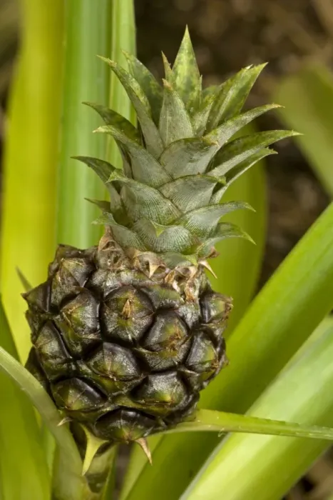 Framed Print : Pineapple - Pineapples were first cultivated by indigenous tribes of Brazil and Paraguay and are now grown throughout the tropics - Provide delicious fruit and are also used to make drugs to treat blood clotting Framed Print : Pineapple - Pineapples were first cultivated by indigenous tribes of Brazil and Paraguay and are now grown throughout the tropics - Provide delicious fruit and are also used to make drugs to treat blood clotting