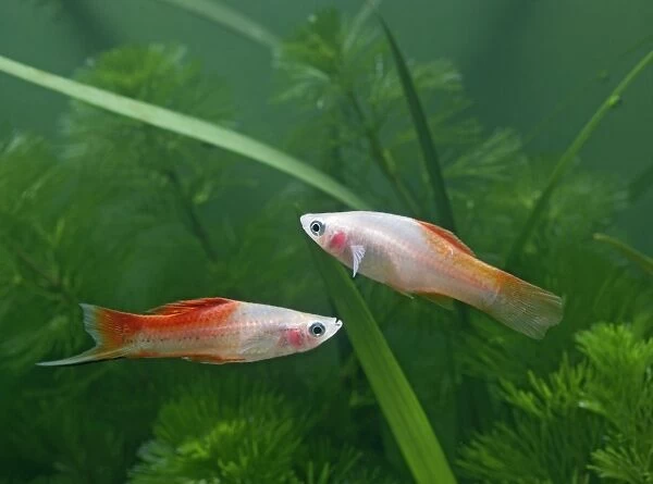 Pineapple swordtail – side view pair - tropical freshwater – variant 002708