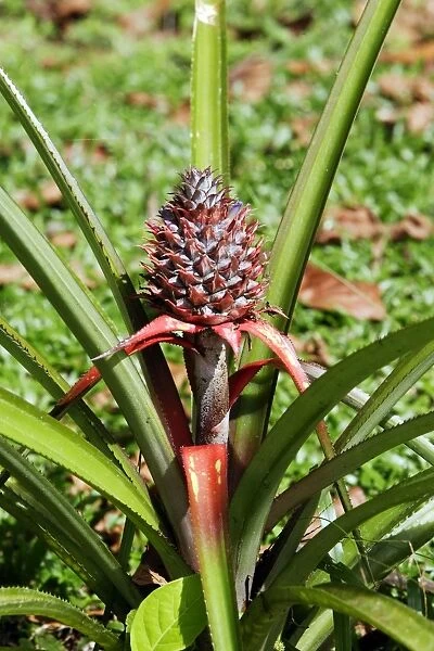 Pineapple. Venezuela