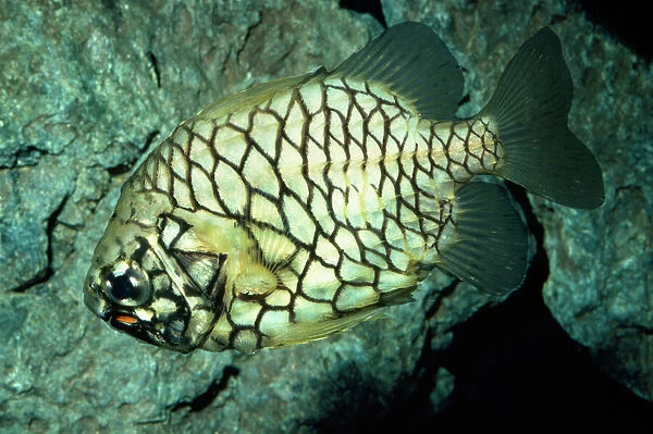 Pinecone Fish - symbiotic bacteria-biolumnescent organs Japan & Red Sea