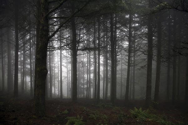 Pinewood Forest in fog