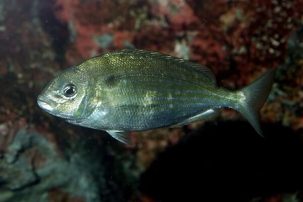 Pinfish. Western Atalntic coasts, Gulf of Mexico and around some northern Caribbean islands
