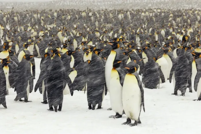 Framed Print : Pinguin. SM-1834. King Penguins in blizzard Framed Print : Pinguin. SM-1834. King Penguins in blizzard