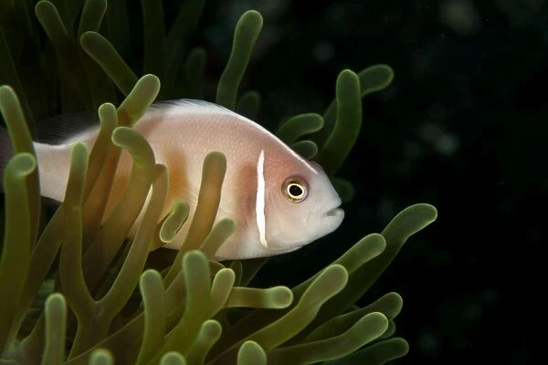 Pink Anemonefish - Indonesia