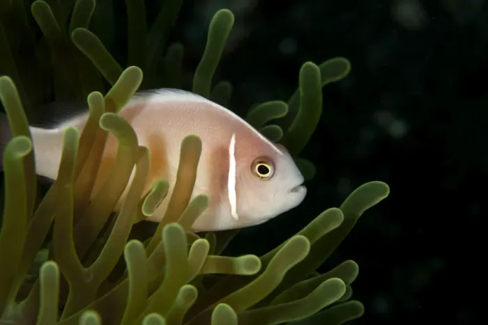 Framed Print : Pink Anemonefish - Indonesia Framed Print : Pink Anemonefish - Indonesia
